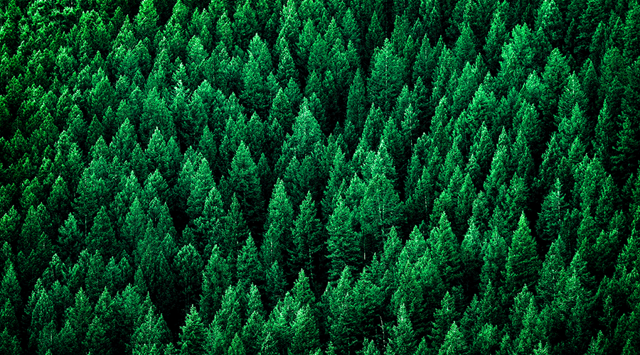 Green Logistics and the Future of Sustainable Business