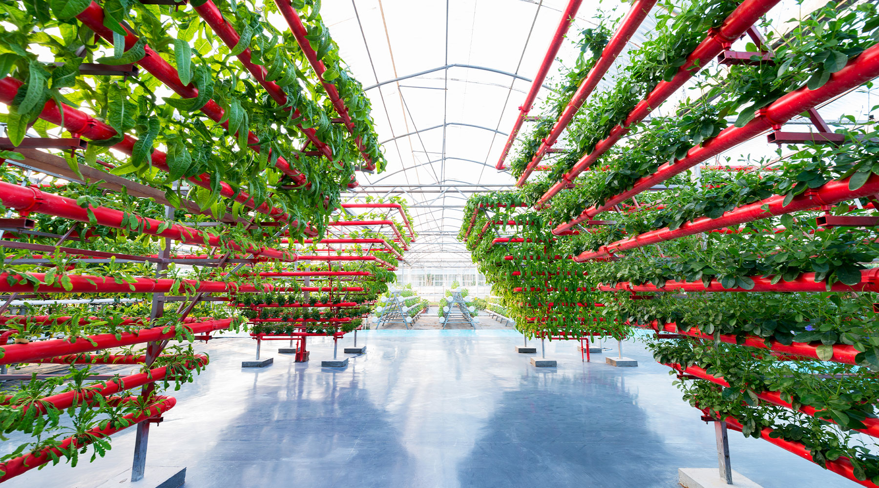 Vertical farming greenhouse growing leafy greens